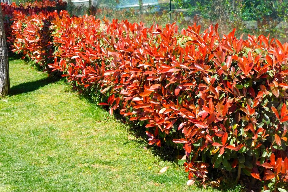 Photinia Fraseri (Red Robin) butasi de 5-10cm 2